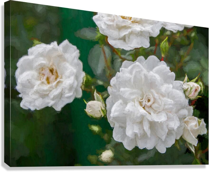 Pearly White Roses Canvas Print