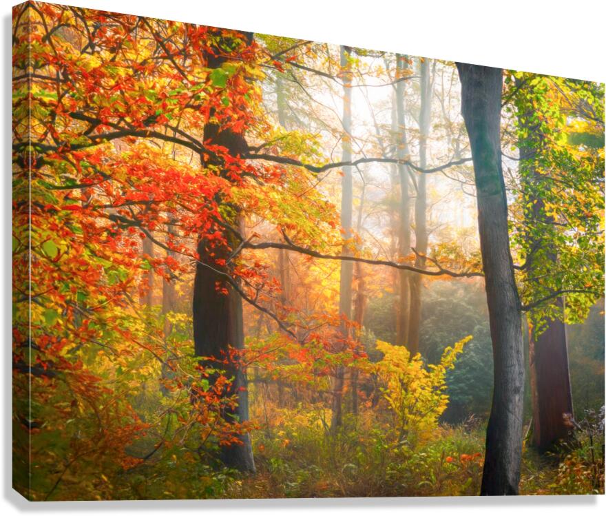 Misty Morning in the Forest  Canvas Print