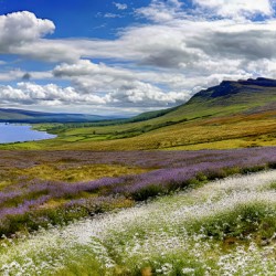 Through the Heather to the Loch