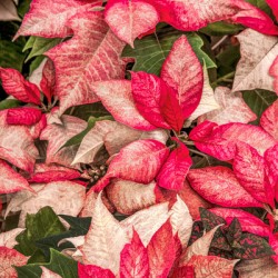 Christmas Plants - I Know - Too Soon