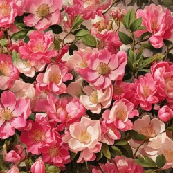 Pretty Pink Wild English Roses