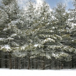 Collingwood Winter in the Pines