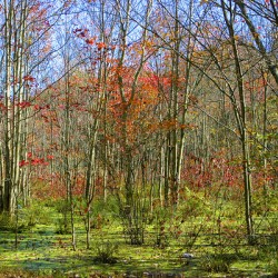 Holland Marsh Area Near Toronto