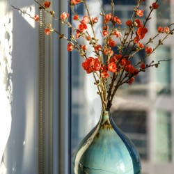 Cherry Blossoms in My New Vase