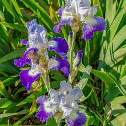 Stuck Up Irises