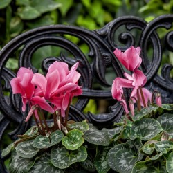 Cyclamen is a Christmas Favourite