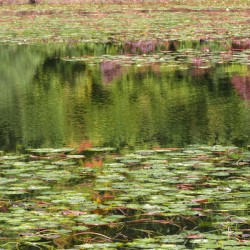 Pennsylvania Pond Reflections