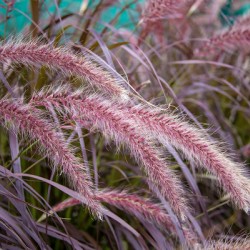 Purple Fountain Grass
