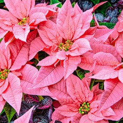 Pretty Pink Pointsettias