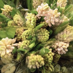 Hyacinths for the Kitchen Table