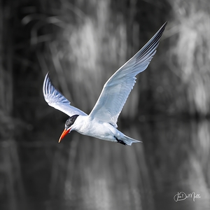 Square Tern