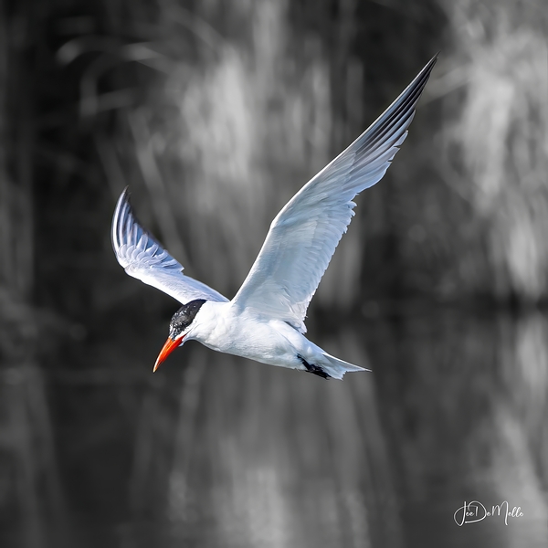Square Tern by Joe DeMello Photography