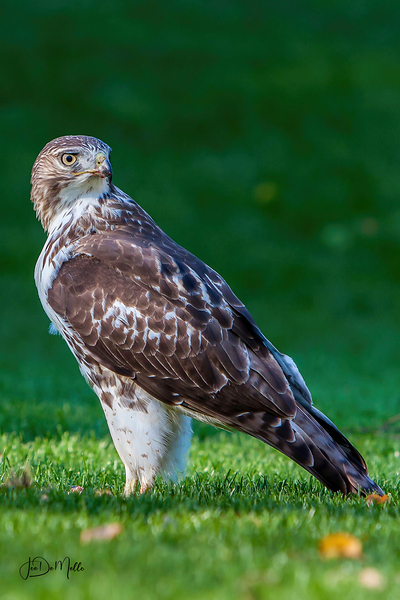 Hawk by Joe DeMello Photography