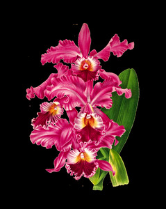 Mauve Flowers