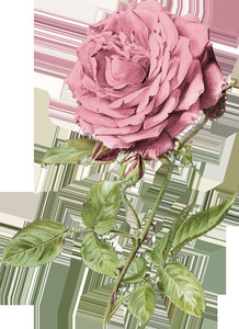 Pink Rose Art