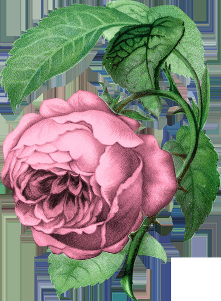 Rose Art Print