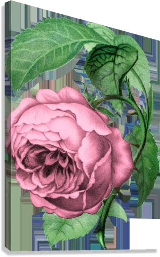 Rose Art Canvas Print