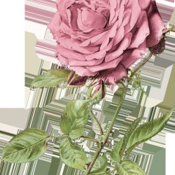 Pink Rose Art