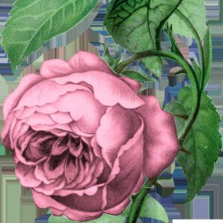 Rose Art