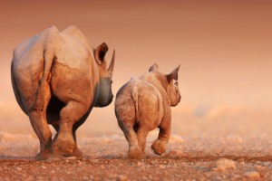 Black Rhinoceros calf and cow walking away