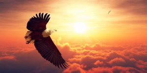 Fish Eagle flying above clouds