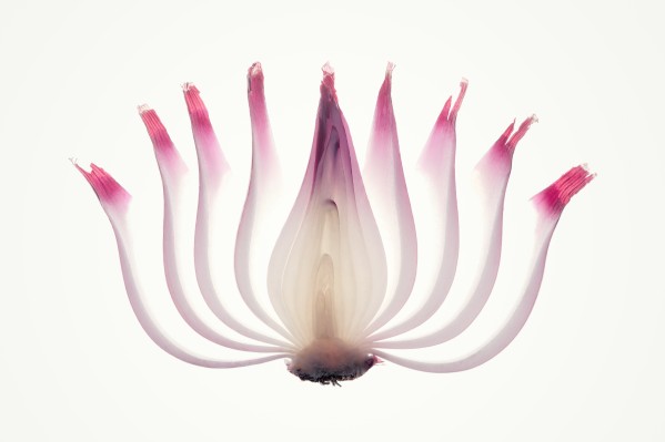 Red Onion Translucent peeled layers Print