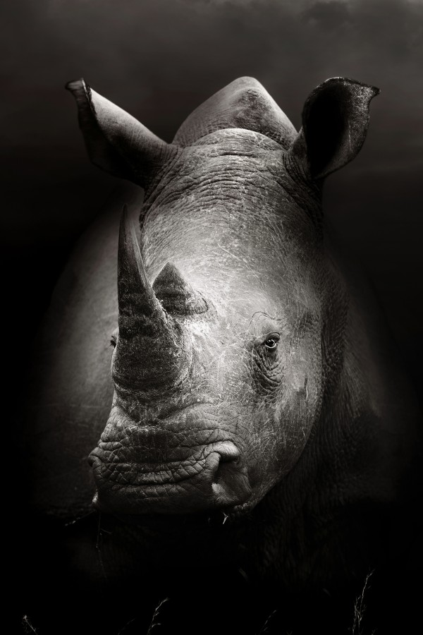 Rhinoceros portrait Print