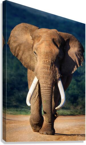 Elephant approaching Canvas Print