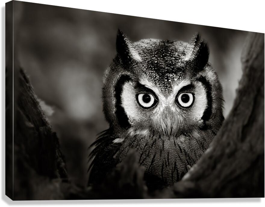 Whitefaced Owl close-up Canvas Print