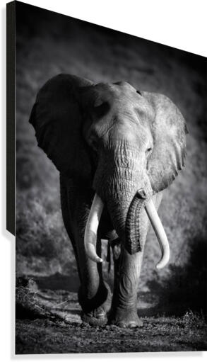 Elephant Bull Canvas Print