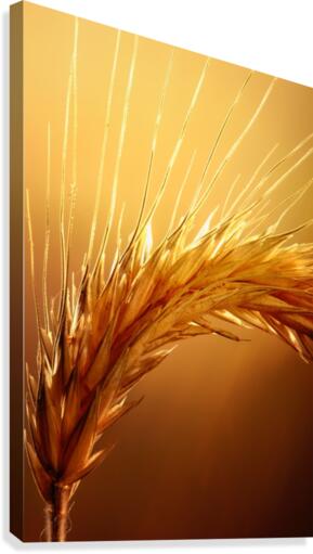 Wheat macro Canvas Print