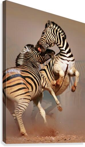 Zebras fighting Canvas Print