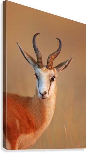 Springbok  portrait Canvas Print
