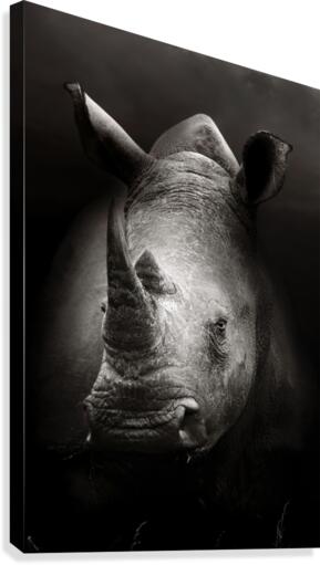 Rhinoceros portrait Canvas Print