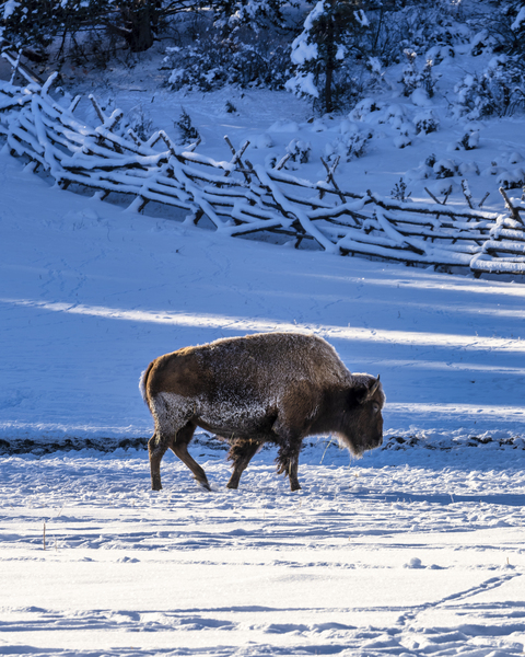 Zion bison 2 Print