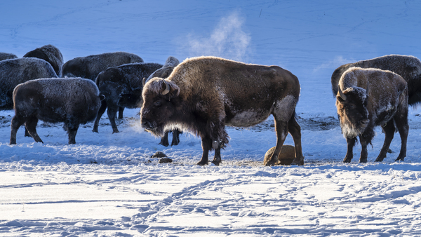 Zion bisons Print