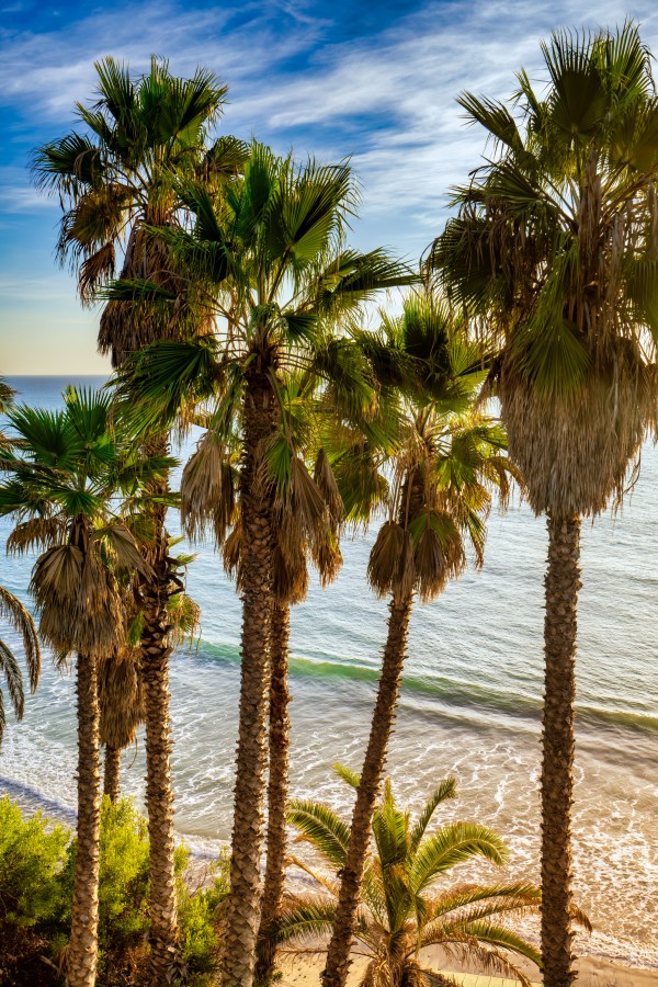 Palmtrees at Swamis by Yves COUTURIER