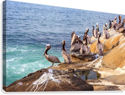 Pelicans 2 Canvas Print