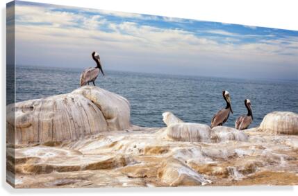 Pelicans 1 Canvas Print