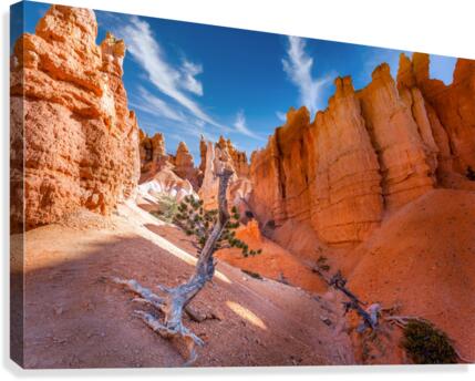 Lone tree at Bryce Canvas Print