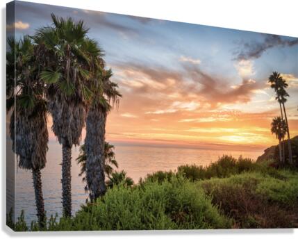 swami s2 Canvas Print