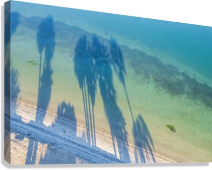 palm tree shadows Canvas Print