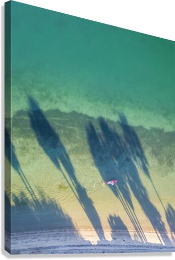 palm tree shadows Canvas Print