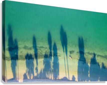 palm tree shadows Canvas Print