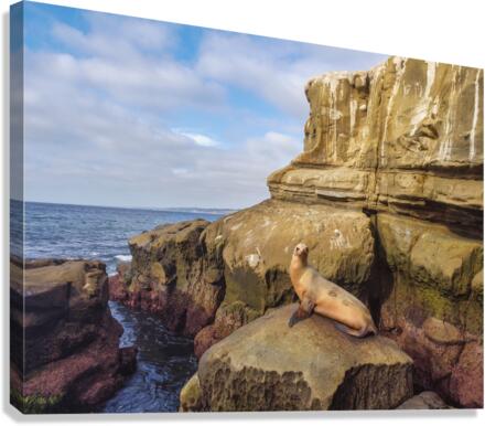 Seal sunbathing Canvas Print