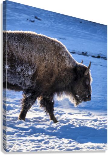 Zion Bison Canvas Print