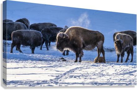 Zion bisons Canvas Print