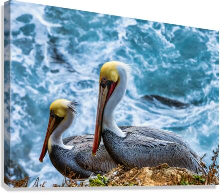 Pelicans Canvas Print