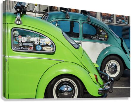 Old beetles Canvas Print