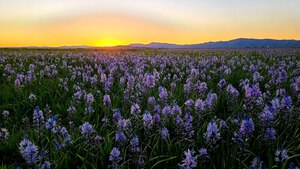 Field of Camas Wildflowers